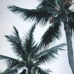Island of Hawai'i Official Travel Site