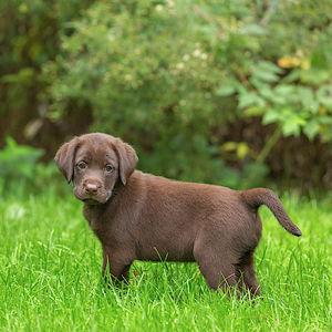 Future Puppy Fund