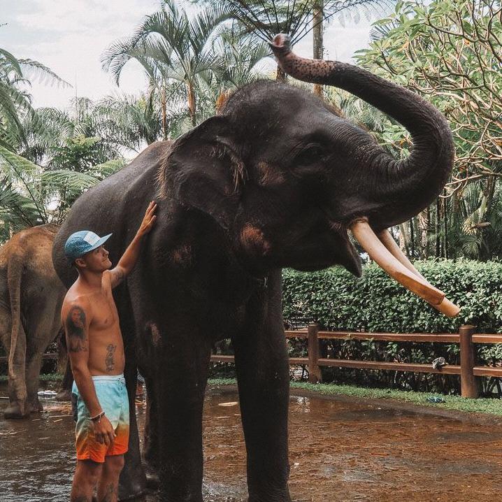 Batting elephants in Ubud with transportation