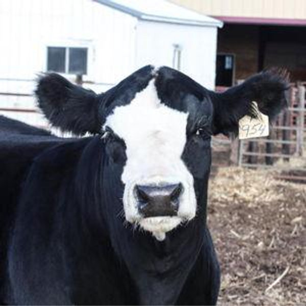 Bred Heifer Fund