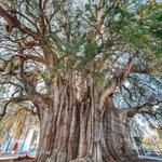EL TULE TREE
