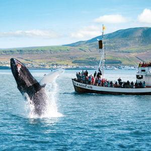 Whale Watching - Honeymoon