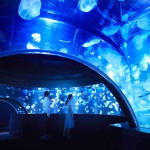 A Visit to Kyoto Aquarium