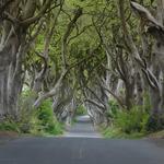 The Dark Hedges