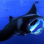 Kona Manta Ray Snorkel Tours