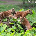 Palm Beach Zoo & Conservation Society