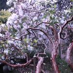 Mendocino Coast Botanical Gardens