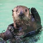 Get wild at the Oregon Zoo