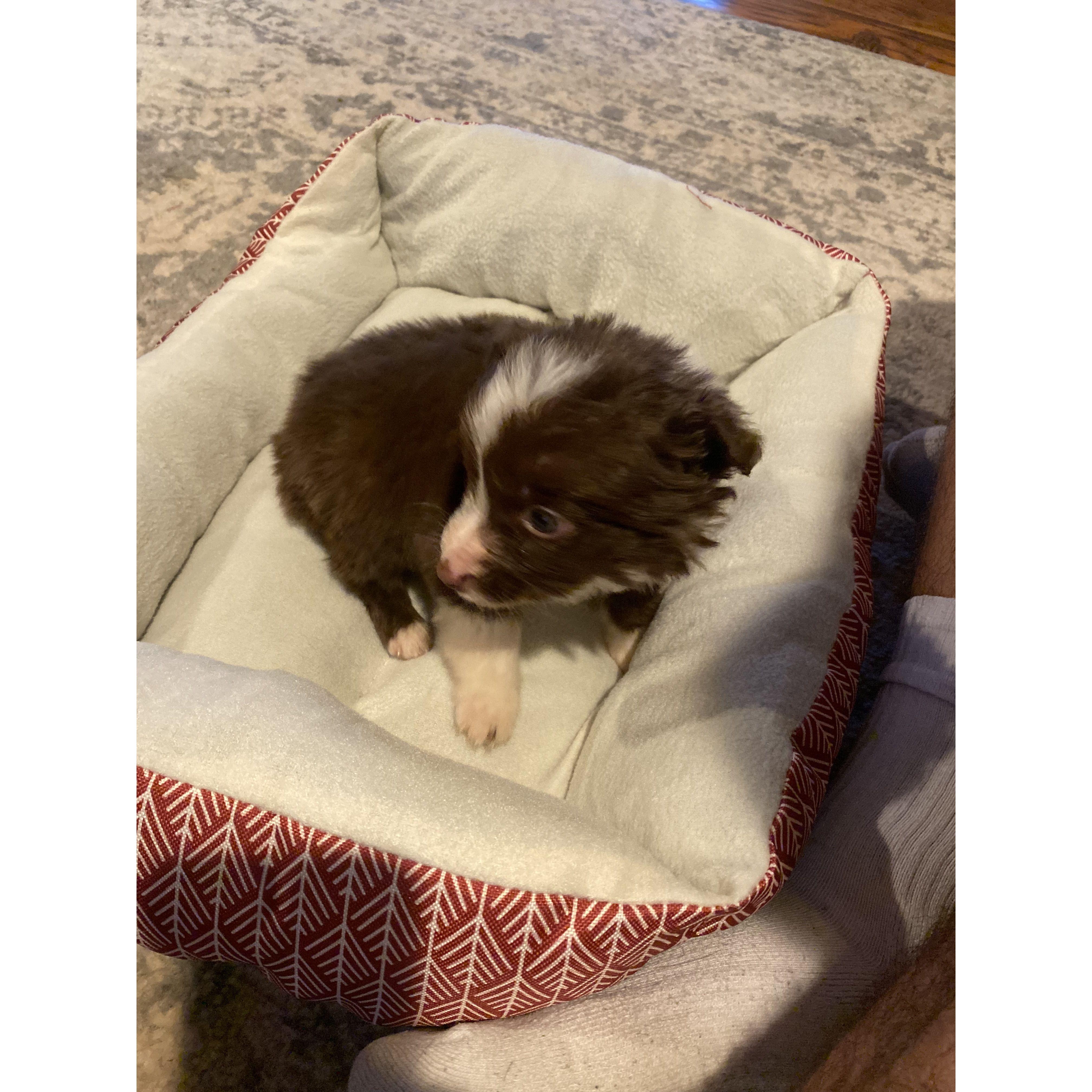 First day with Maple