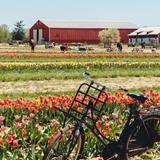 Windy Brow Farms & Tranquillity Farms
