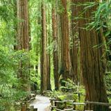 Muir Woods National Monument