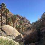 Lost Palms Oasis Trail