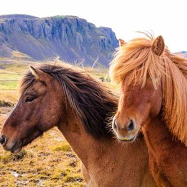 Honeymoon Activity: Iceland Horse Tour