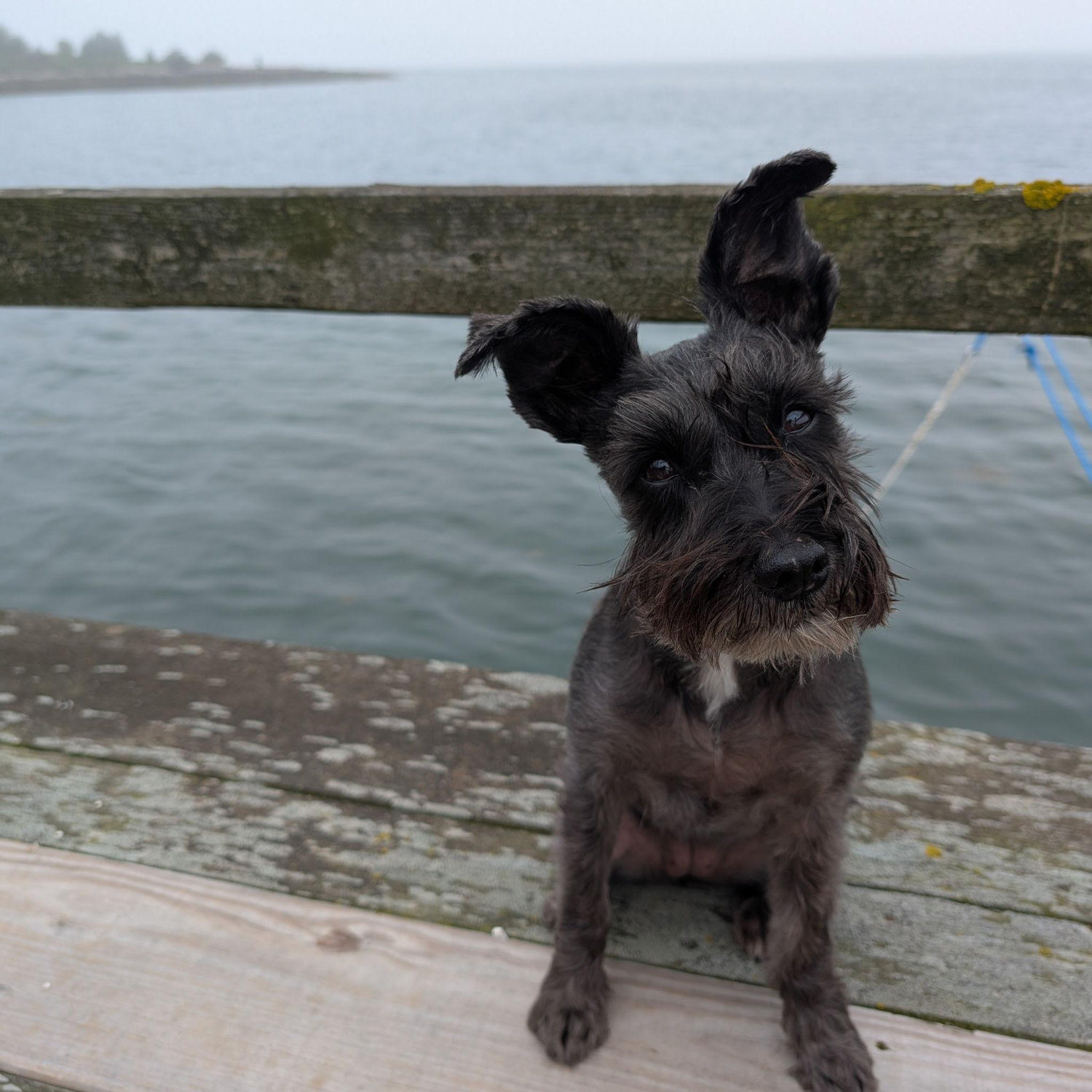 This is our schnauzer, Darla.