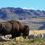 Antelope Island State Park