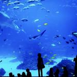 Adventure Aquarium