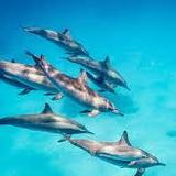 Swim with dolphins
