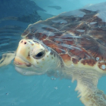 Turtle Hospital
