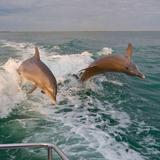 Dolphin Boat Cruise
