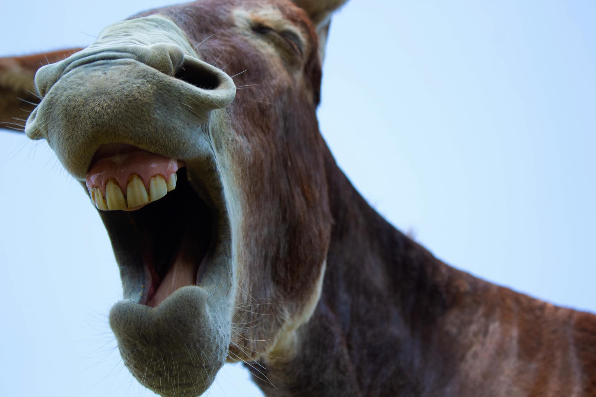 The Wedding Website of Aerial Colon and Austin Milford