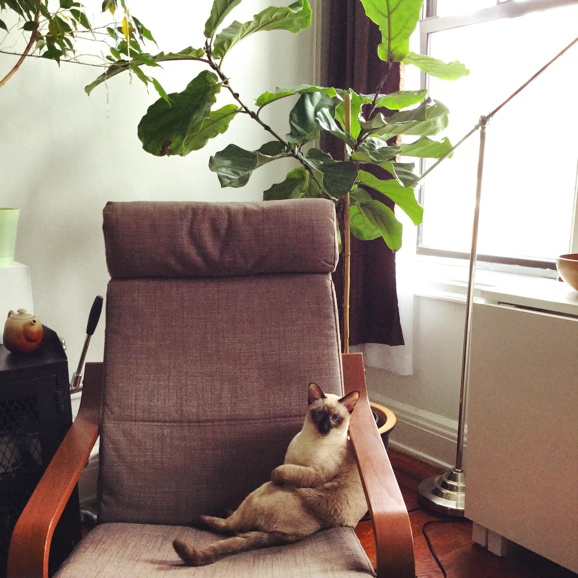 The cat