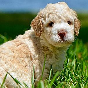 Our New Puppy