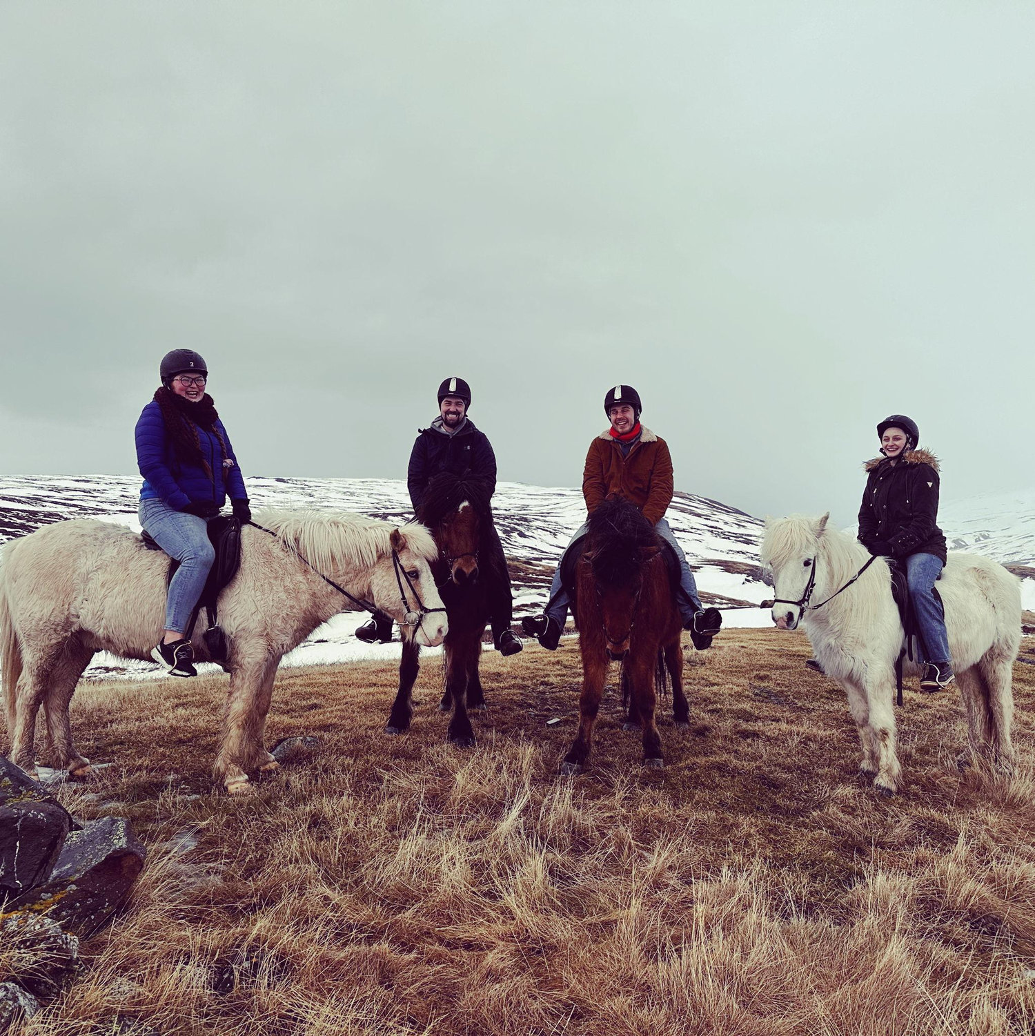 Fun Fact: Icelandic Ponies have a different gate than horses, they have like a really fast trot walk.
