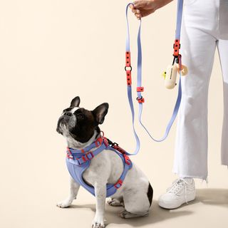Luna Small 6-in-1 Waterproof Hands-Free Leash & Collar
