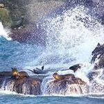 La Jolla Cove