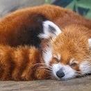 Chattanooga Zoo