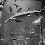 Great Lakes Aquarium
