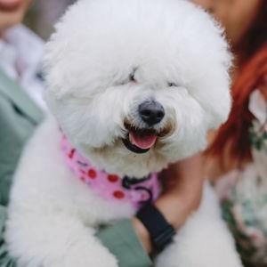 Doggie Daycare for Artemis