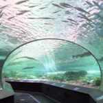 Ripley's Aquarium