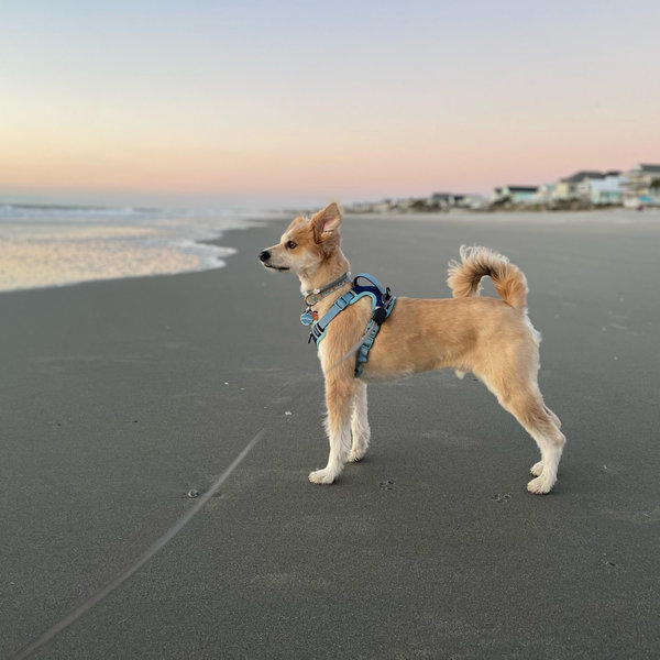 Pet Hotel For Our Honeymoon
