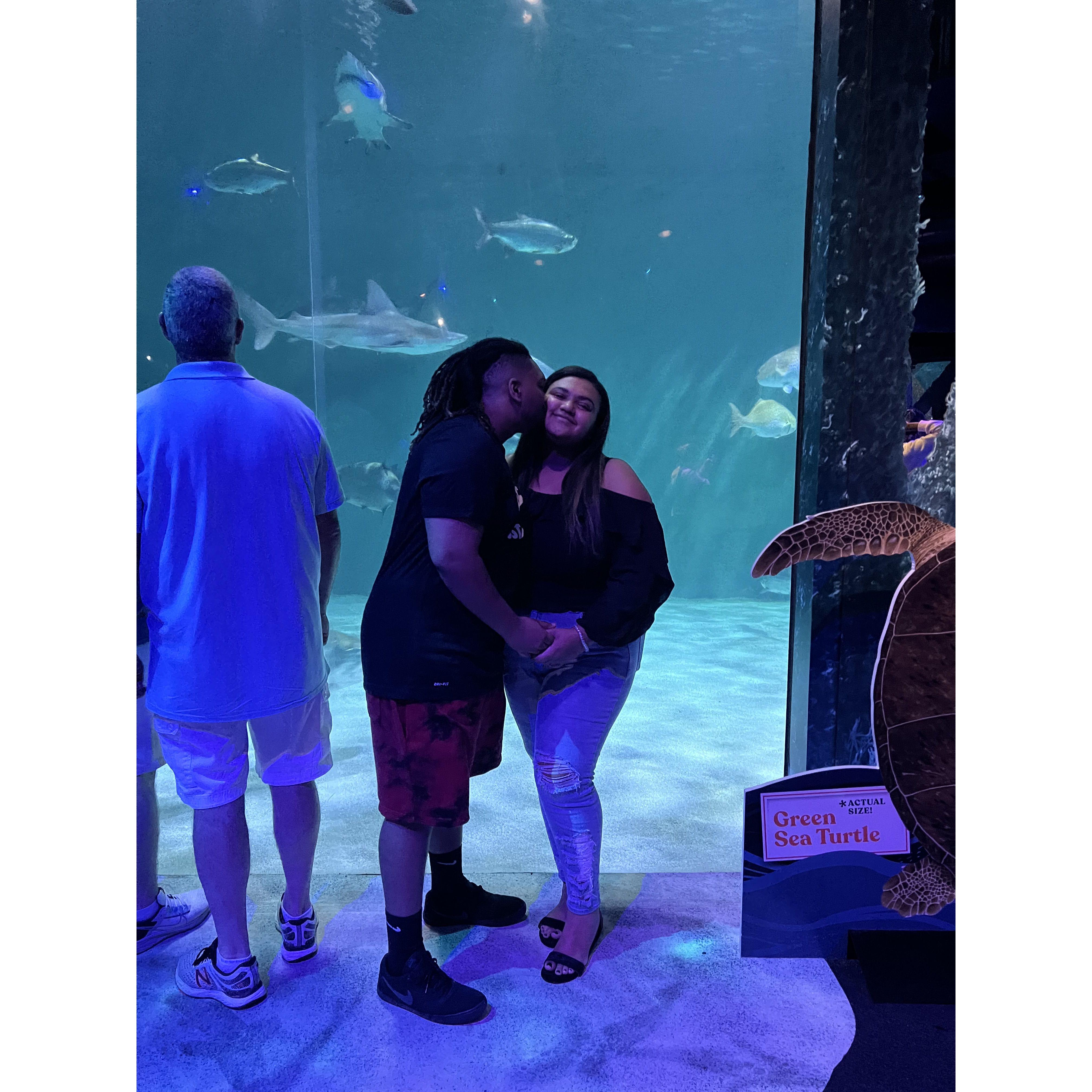Audubon Aquarium Georgia