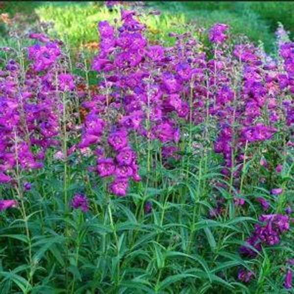 Penstemon