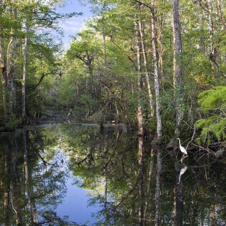 Donate what you wish: The Nature Conservancy