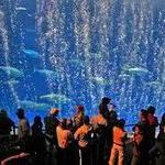 Monterey Bay Aquarium