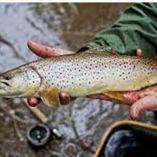 Trout Fishing