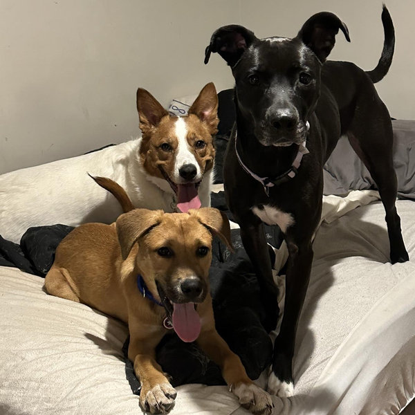 Doggos Yearly Supply Of Pet Treats