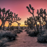 Joshua Tree National Park