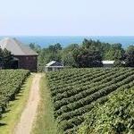 Lake Erie Wine Country