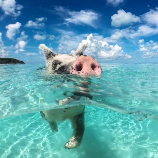 Our Honeymoon Fund (real picture of us swimming in the ocean)