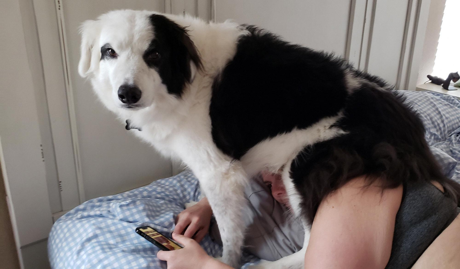 When your son is concerned COVID 19 is not enough to keep you in bed . . . keep in mind Allie had to snap this pic before telling him to get off!