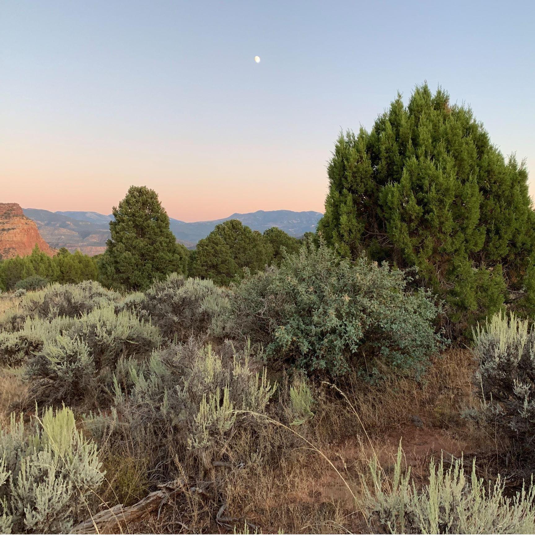 Finally out of the woods. Or rather, out of the canyon?