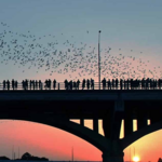 Congress Avenue Bridge
