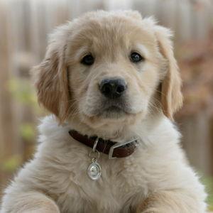 Our Future Furry Friend Fund
