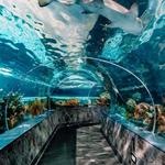 Ripley's Aquarium of the Smokies