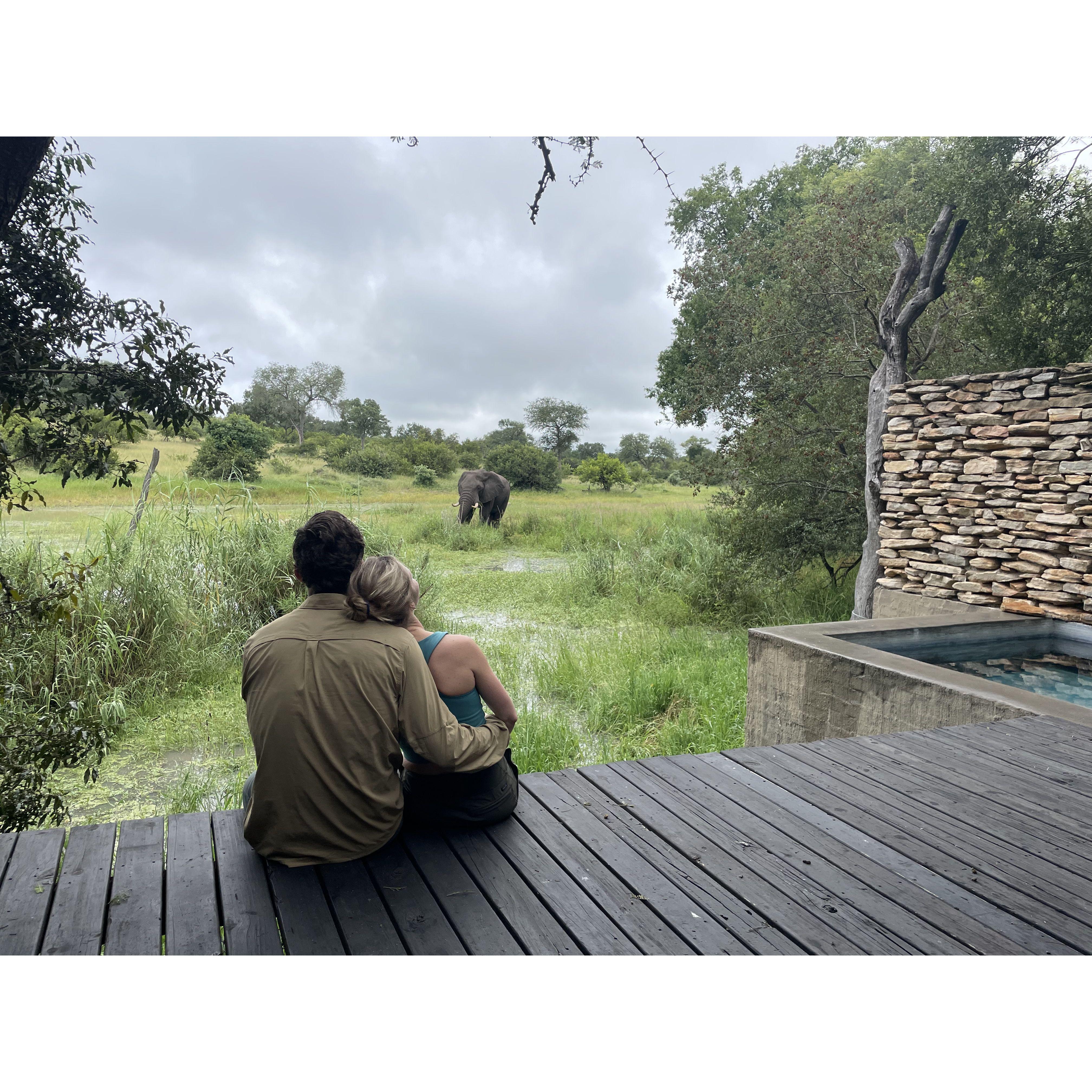 An elephant showed up