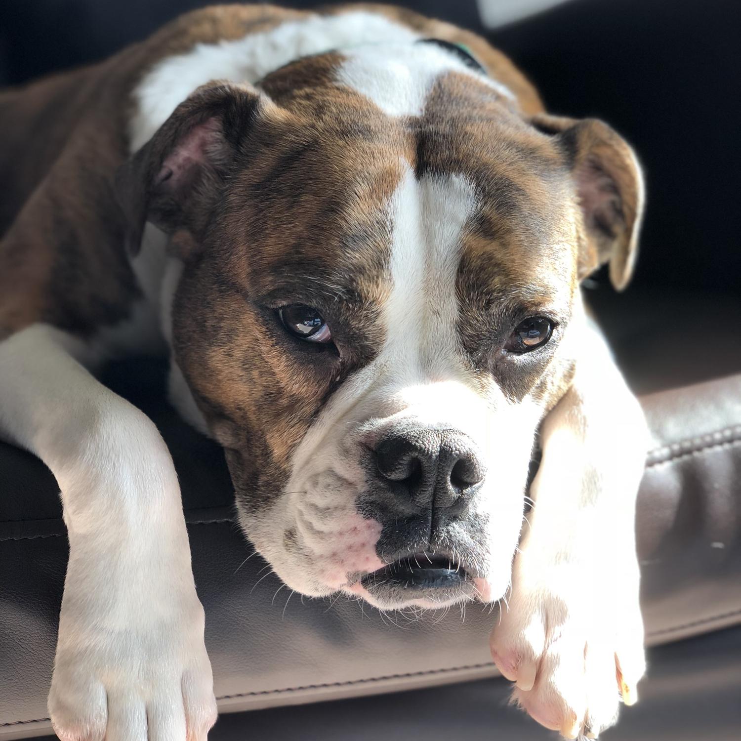 Roxie!